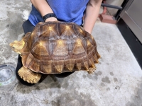 クリックで拡大画像表示