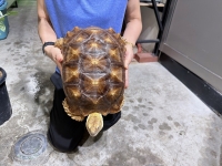 クリックで拡大画像表示