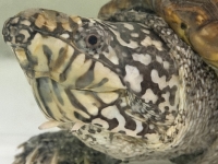 クリックで拡大画像表示