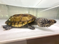 クリックで拡大画像表示