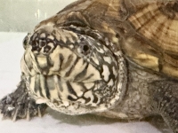 クリックで拡大画像表示