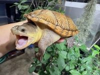 クリックで拡大画像表示