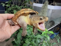 クリックで拡大画像表示