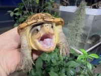 クリックで拡大画像表示