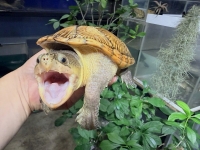 クリックで拡大画像表示