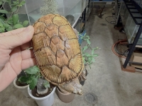 クリックで拡大画像表示