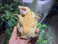 クリックで拡大画像表示