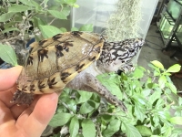 クリックで拡大画像表示