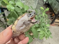 クリックで拡大画像表示