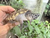 クリックで拡大画像表示