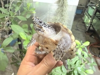 クリックで拡大画像表示