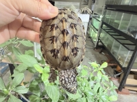 クリックで拡大画像表示