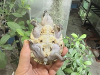 クリックで拡大画像表示