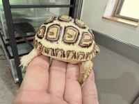 クリックで拡大画像表示