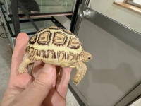 クリックで拡大画像表示