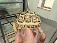 クリックで拡大画像表示