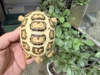 クリックで拡大画像表示