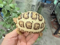 クリックで拡大画像表示