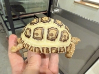 クリックで拡大画像表示