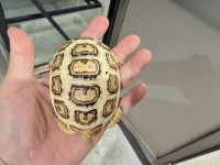 クリックで拡大画像表示