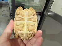 クリックで拡大画像表示