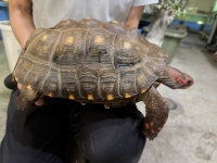 クリックで拡大画像表示