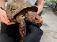 クリックで拡大画像表示