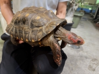 クリックで拡大画像表示