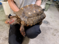 クリックで拡大画像表示