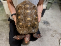 クリックで拡大画像表示