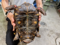 クリックで拡大画像表示