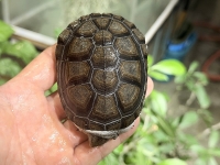 クリックで拡大画像表示