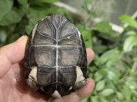 クリックで拡大画像表示