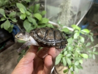 クリックで拡大画像表示