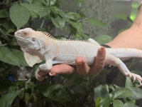 クリックで拡大画像表示