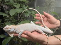 クリックで拡大画像表示