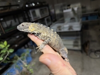 クリックで拡大画像表示