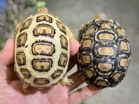 クリックで拡大画像表示