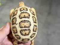 クリックで拡大画像表示