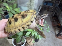 クリックで拡大画像表示