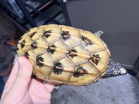 クリックで拡大画像表示