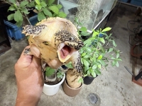 クリックで拡大画像表示