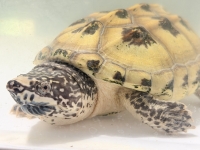 クリックで拡大画像表示