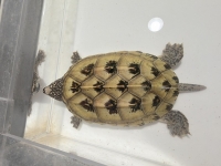 クリックで拡大画像表示