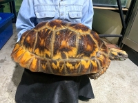 クリックで拡大画像表示