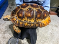 クリックで拡大画像表示