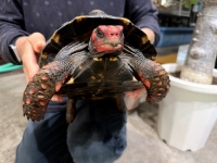 クリックで拡大画像表示