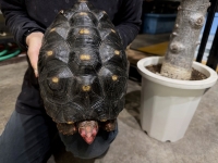 クリックで拡大画像表示