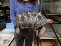 クリックで拡大画像表示