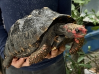 クリックで拡大画像表示